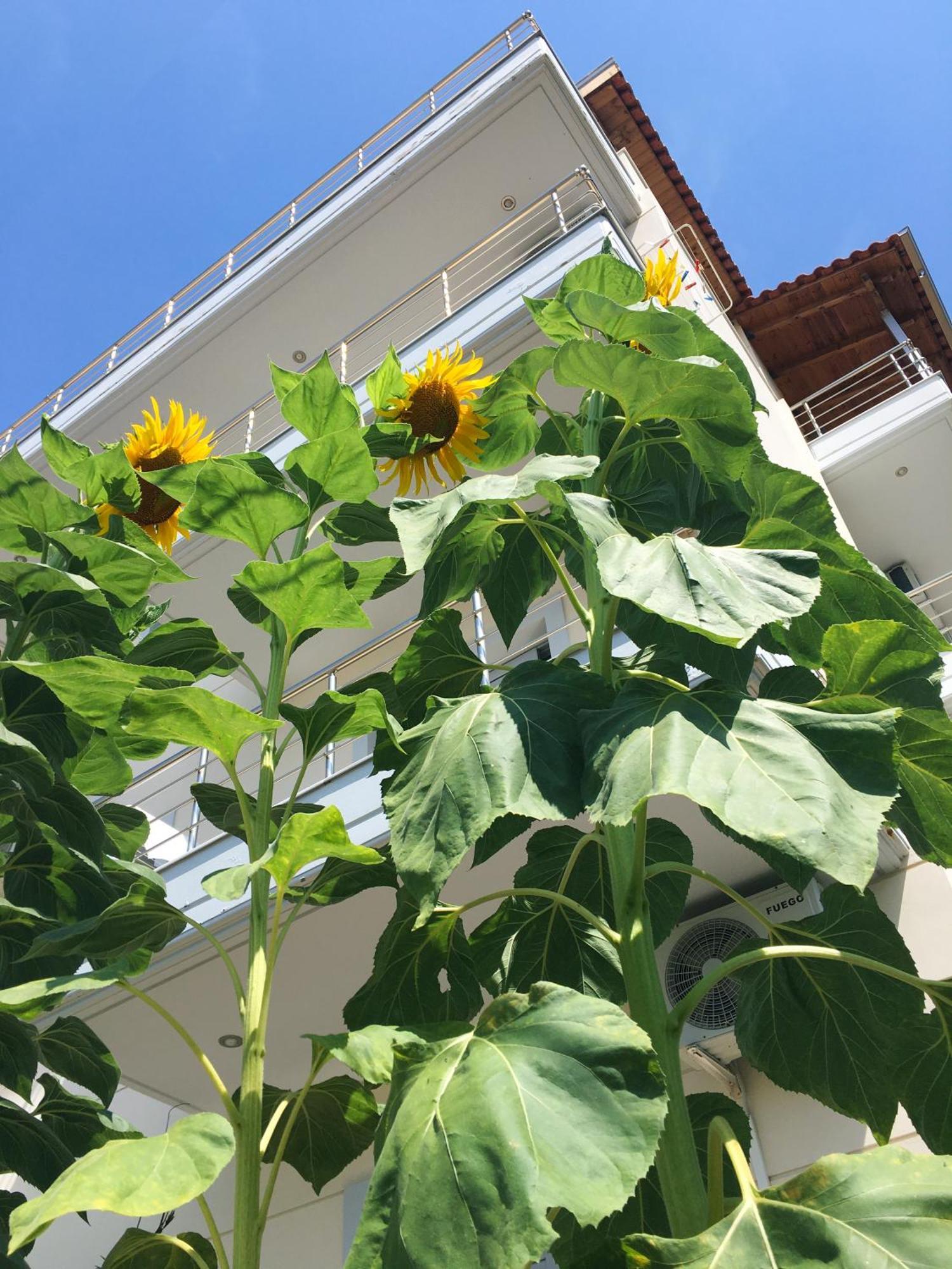 Sunflower Himara Exterior foto