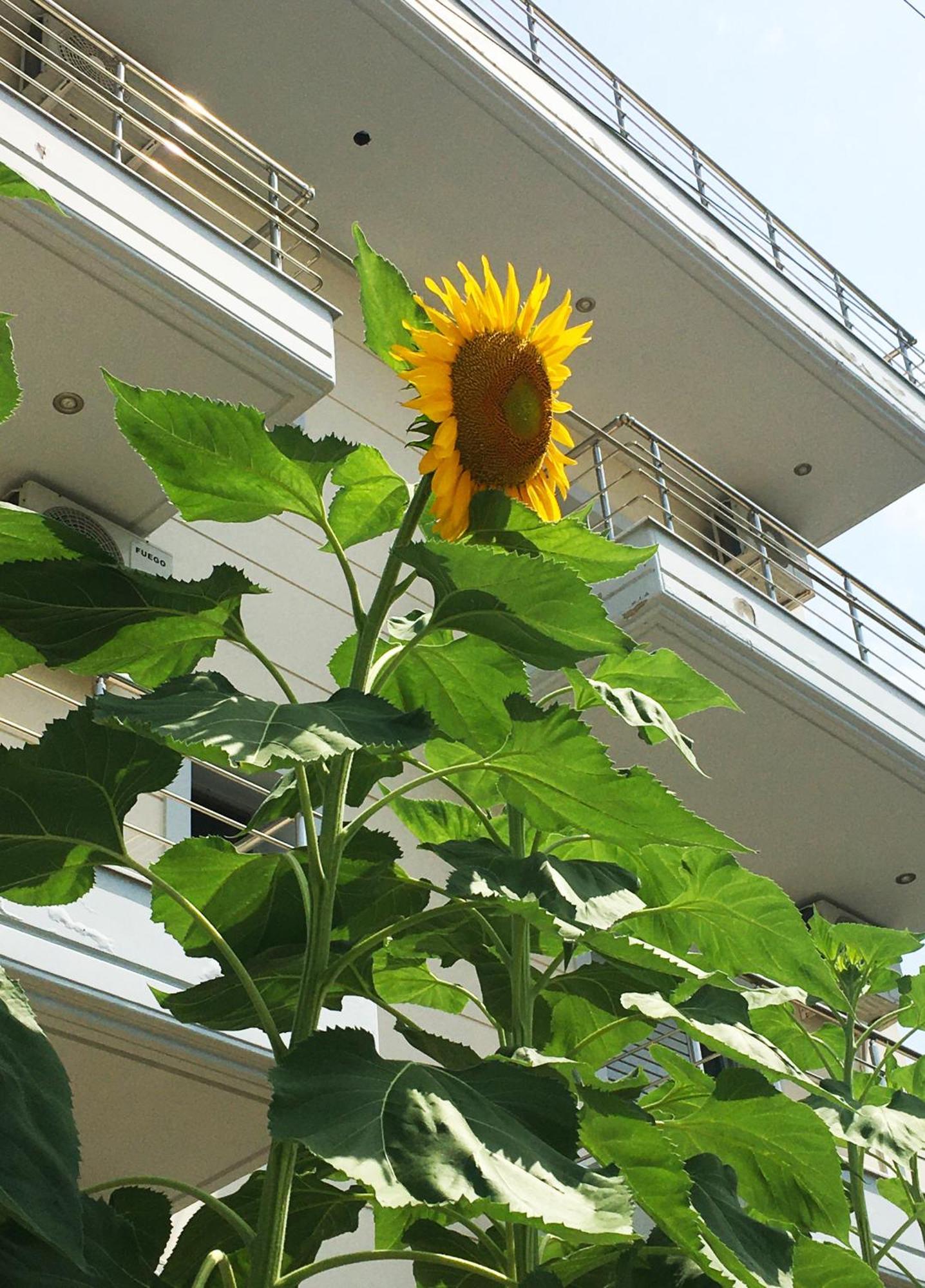 Sunflower Himara Exterior foto